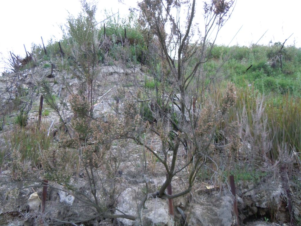 Erica arborea